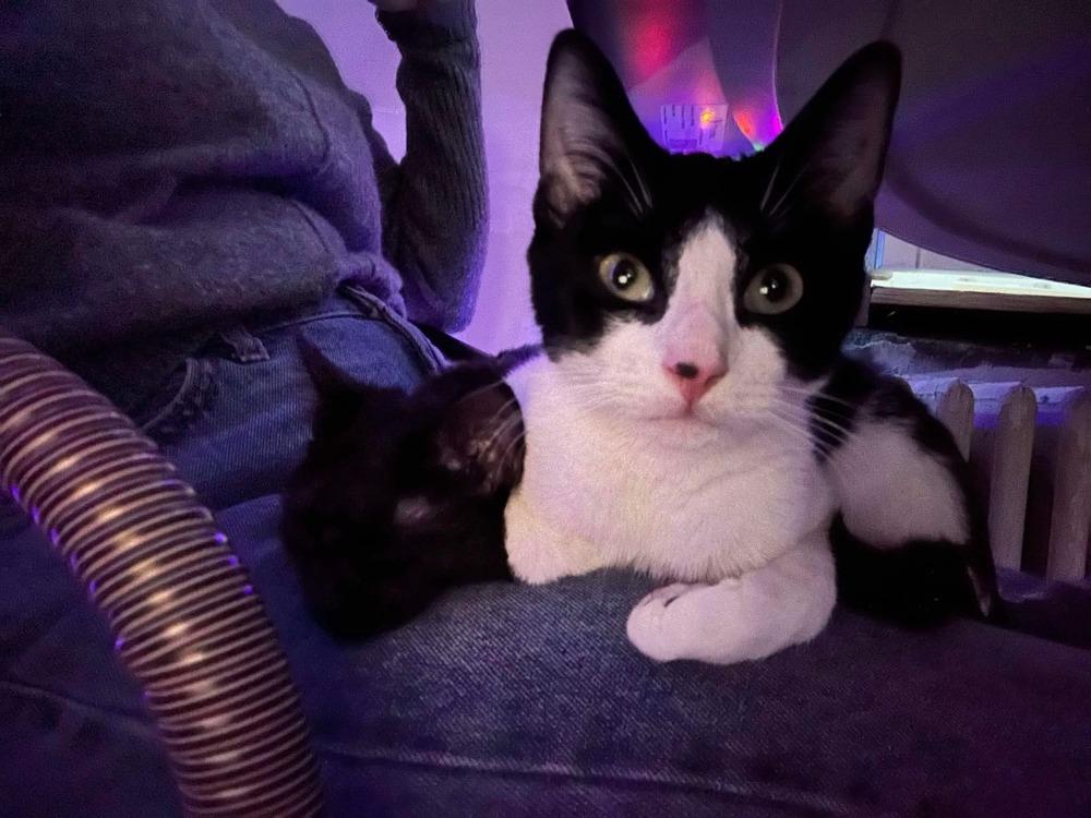 Enlarge Hickory, a Adoptable Domestic Short Hair in Chicago, IL image 3/5