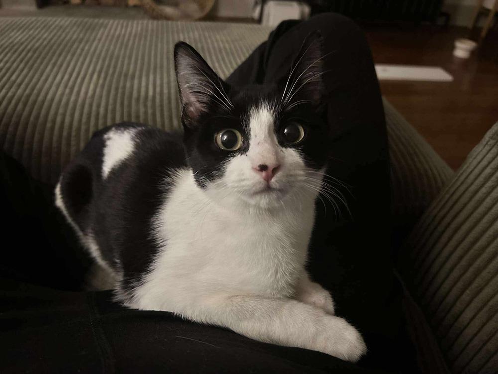 Enlarge Hickory, a Adoptable Domestic Short Hair in Chicago, IL image 4/5