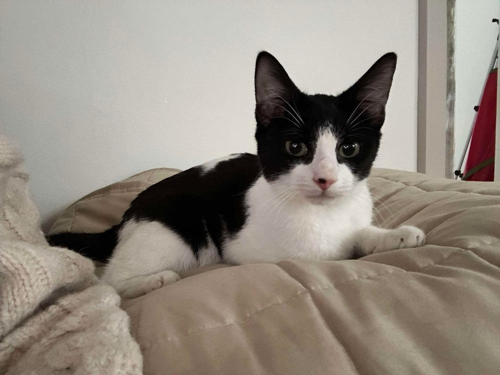 Enlarge Hickory, a Adoptable Domestic Short Hair in Chicago, IL image 5/5