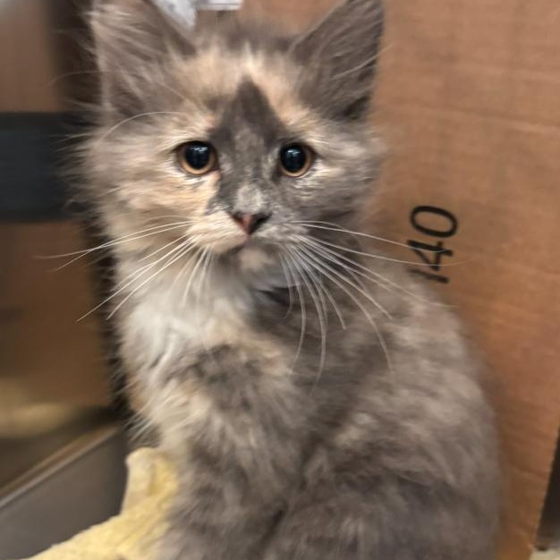 Reya, ADOPTABLE, Kitten Female Domestic Long Hair.