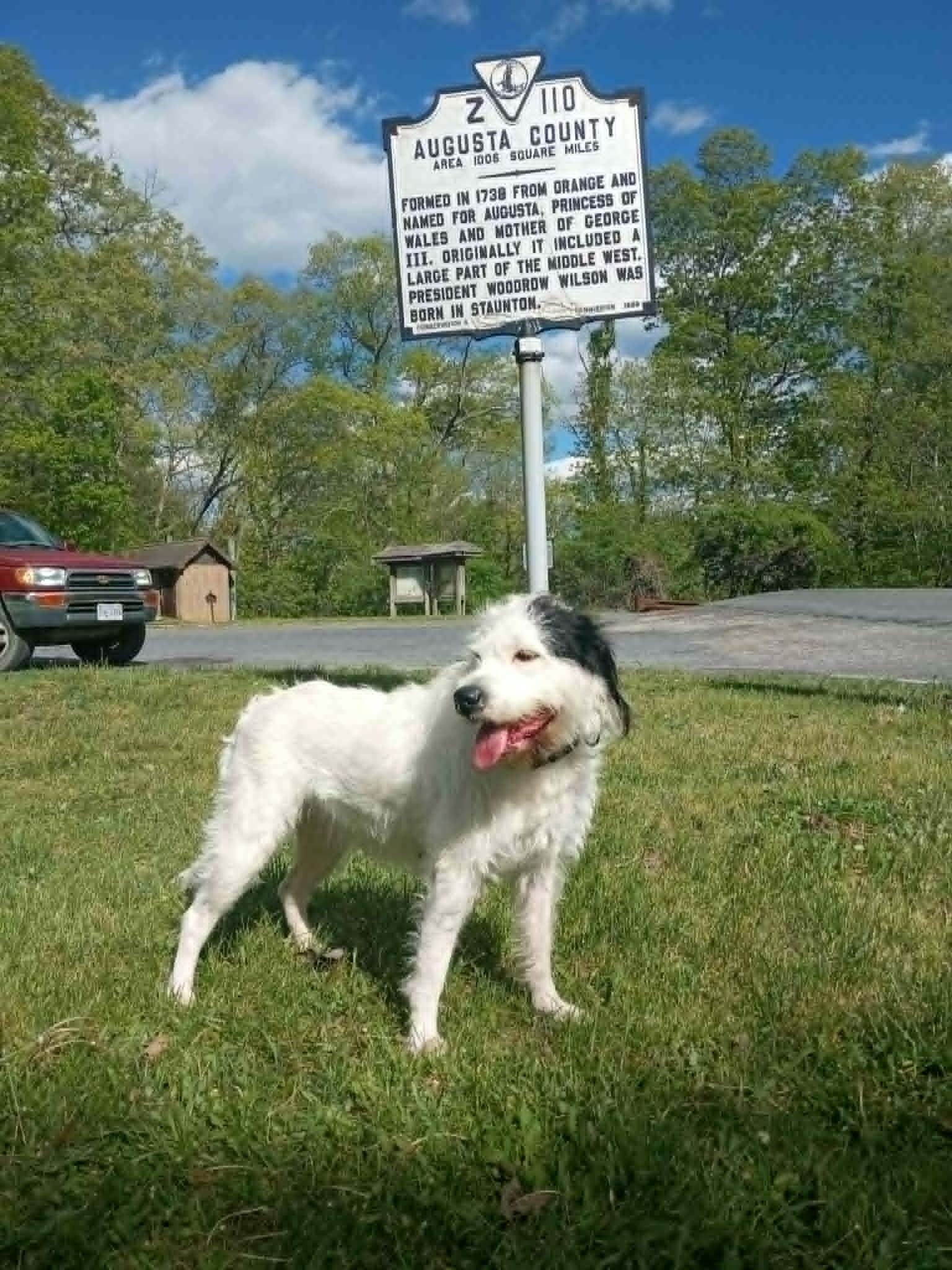 Lilly, a ADOPTABLE mixed breed in Stuarts Draft, VA image 5/6