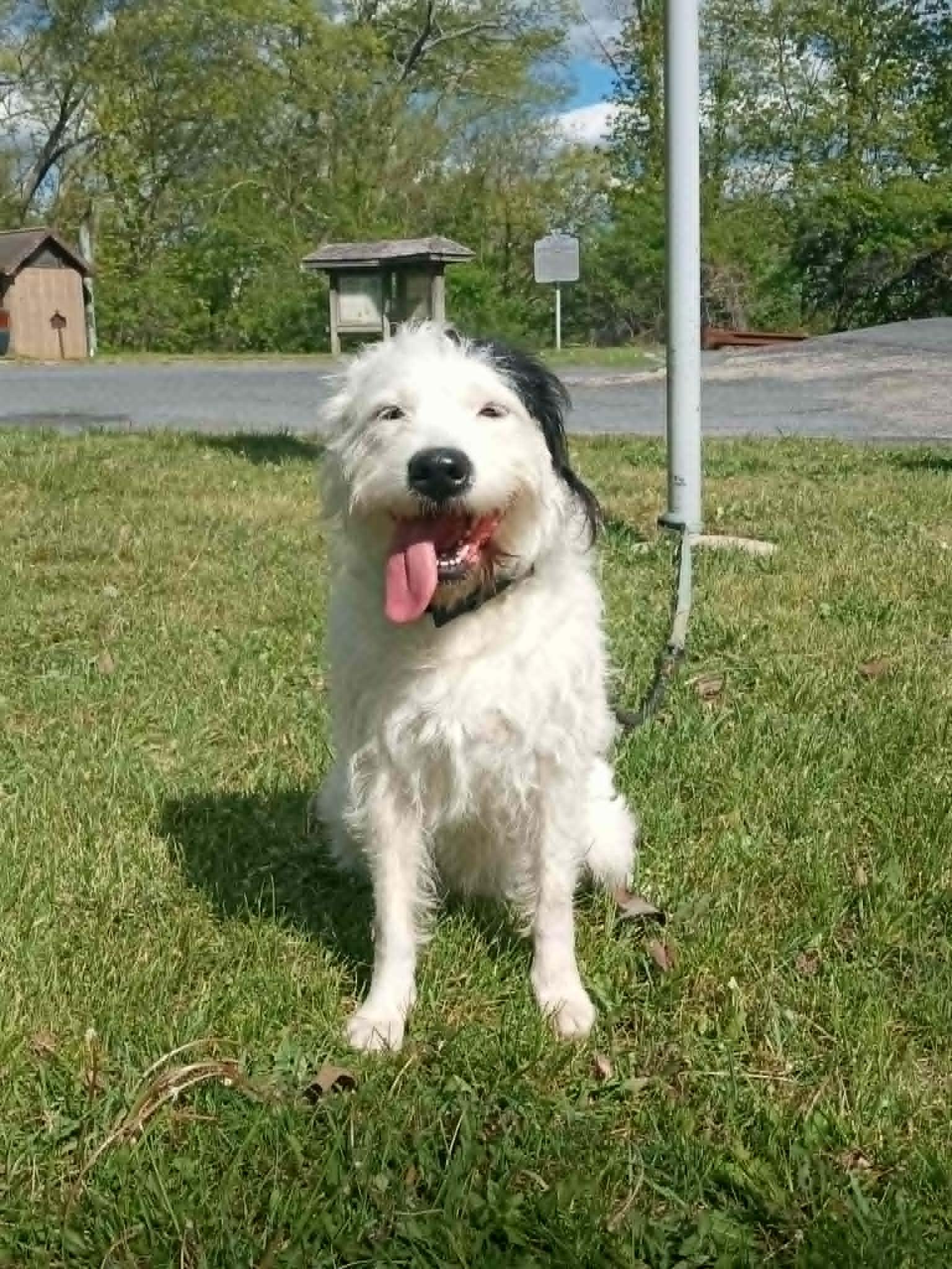 Lilly, a ADOPTABLE mixed breed in Stuarts Draft, VA image 2/6