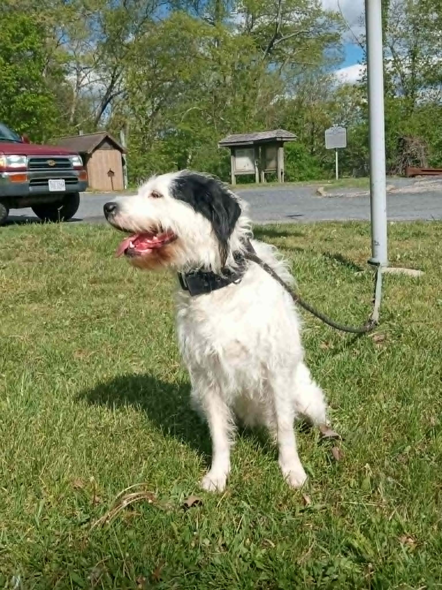 Lilly, a ADOPTABLE mixed breed in Stuarts Draft, VA image 6/6