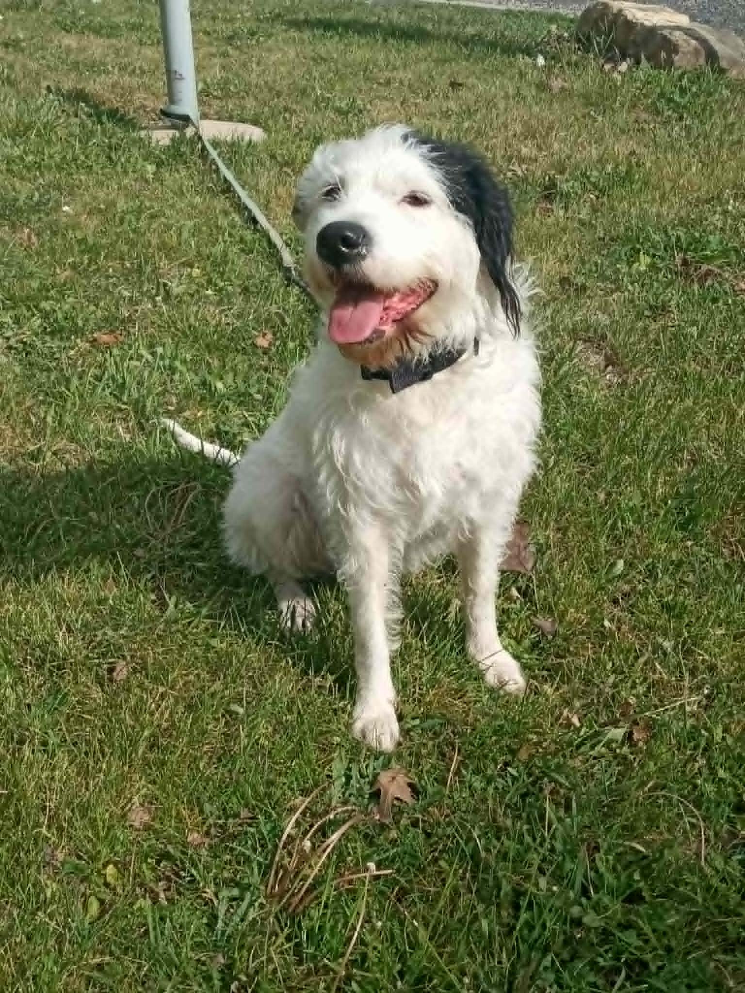 Lilly, a ADOPTABLE mixed breed in Stuarts Draft, VA image 1/6