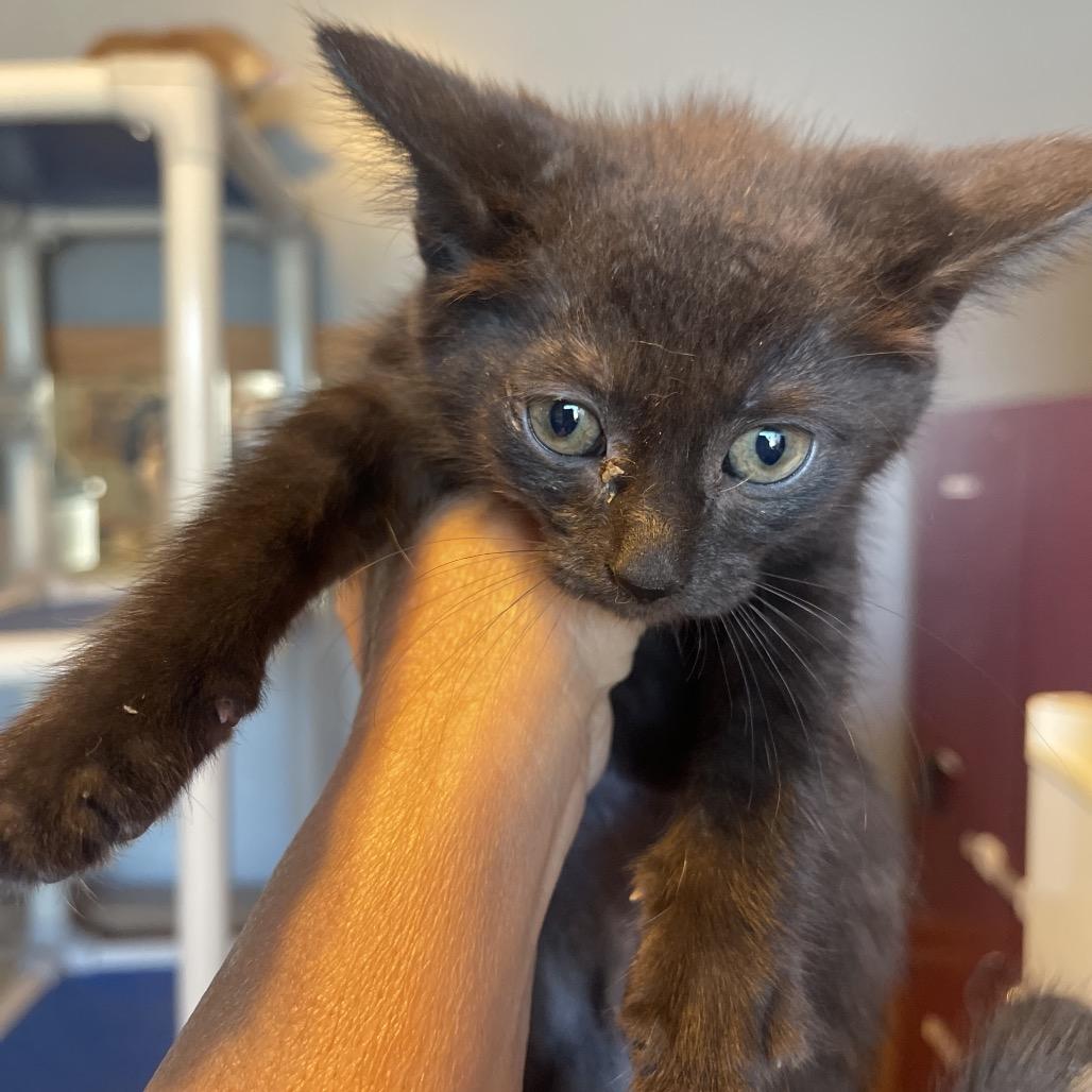 Sarah, Adoptable, Kitten Female Domestic Short Hair.