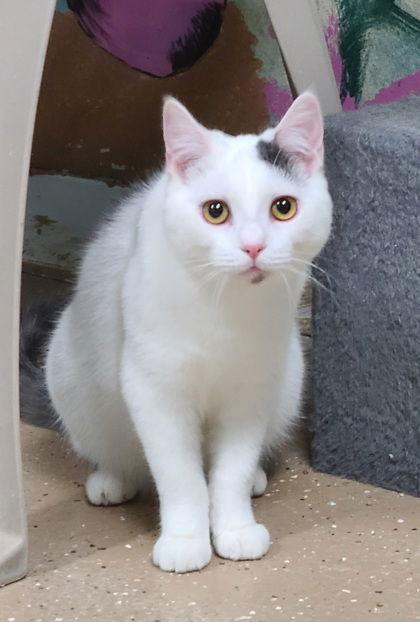 6795 (Nibbles), Adoptable, Young Male Domestic Short Hair.