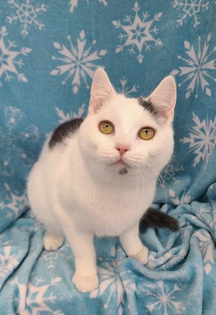 Enlarge 6795 (Nibbles), a Adoptable Domestic Short Hair in Lake City, MI image 1/1
