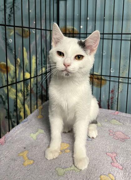 6795 (Nibbles), Adoptable, Kitten Male Domestic Short Hair.