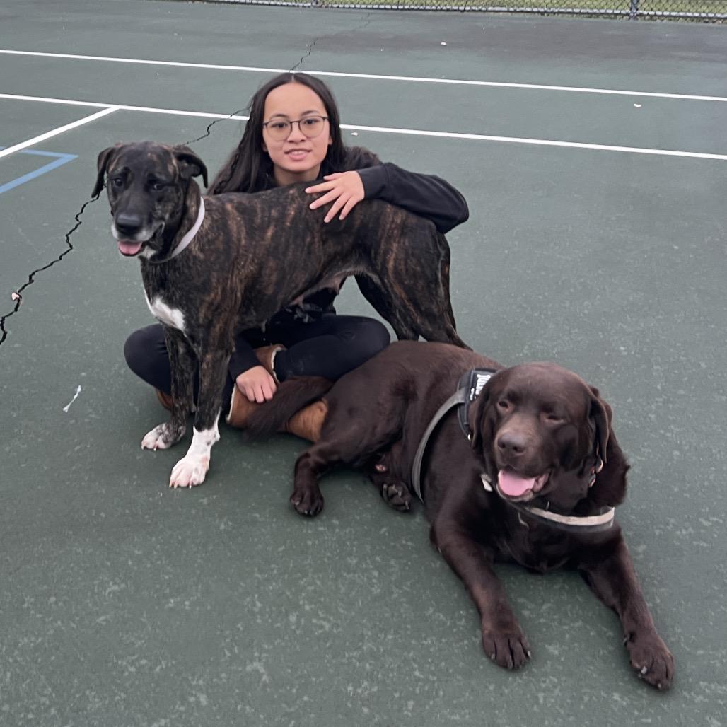 Enlarge Missy, a Adoptable mixed breed in Victoria, BC image 1/6