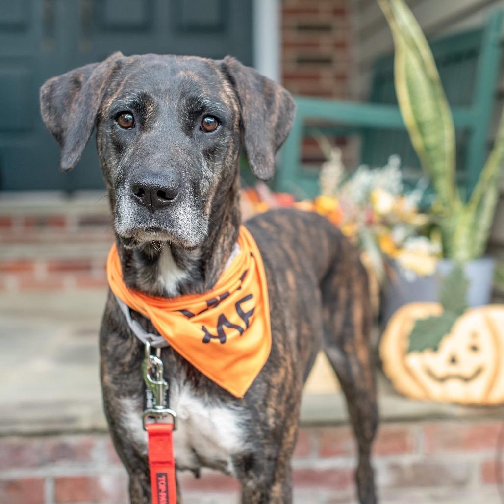 Enlarge Missy, a Adoptable mixed breed in Victoria, BC image 2/6