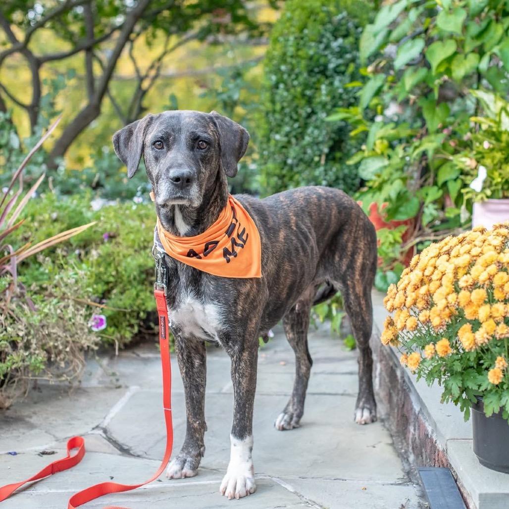 Enlarge Missy, a Adoptable mixed breed in Victoria, BC image 4/6