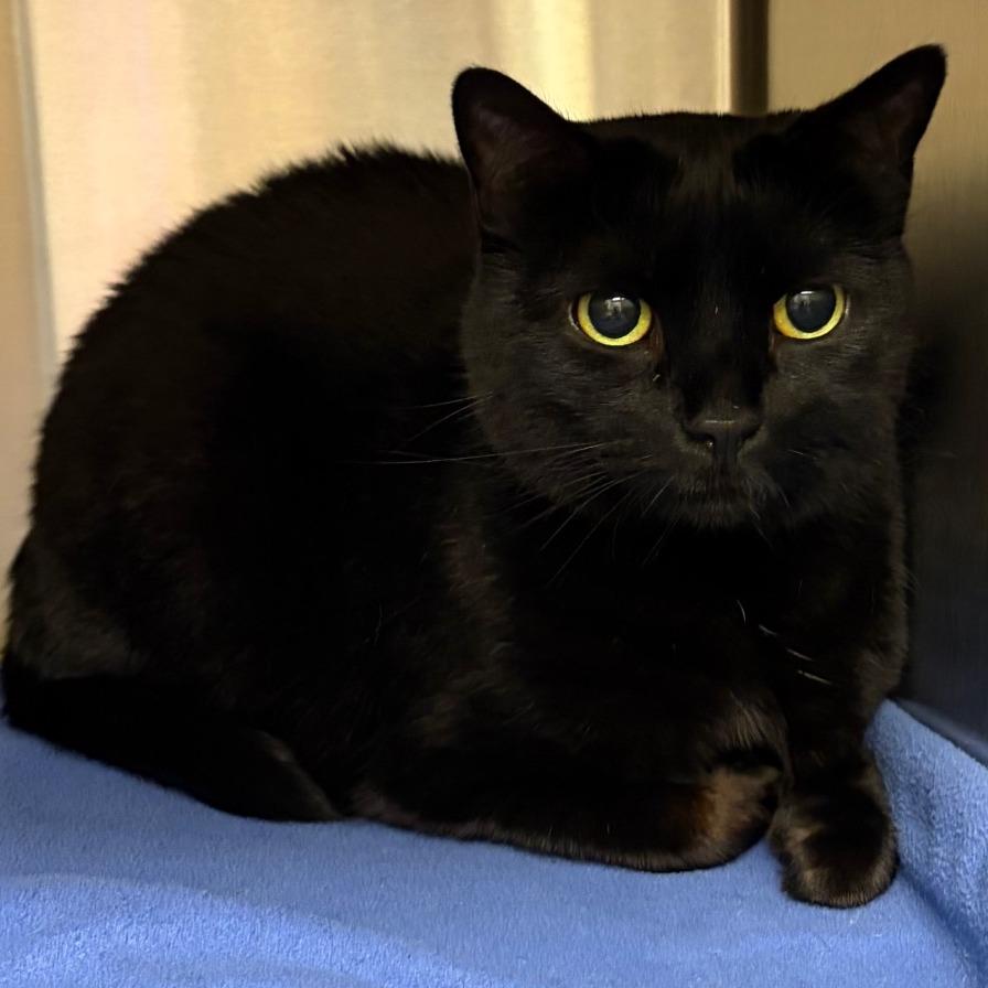 Pattie Gonia, a Adoptable Domestic Short Hair in Keizer, OR image 1/2