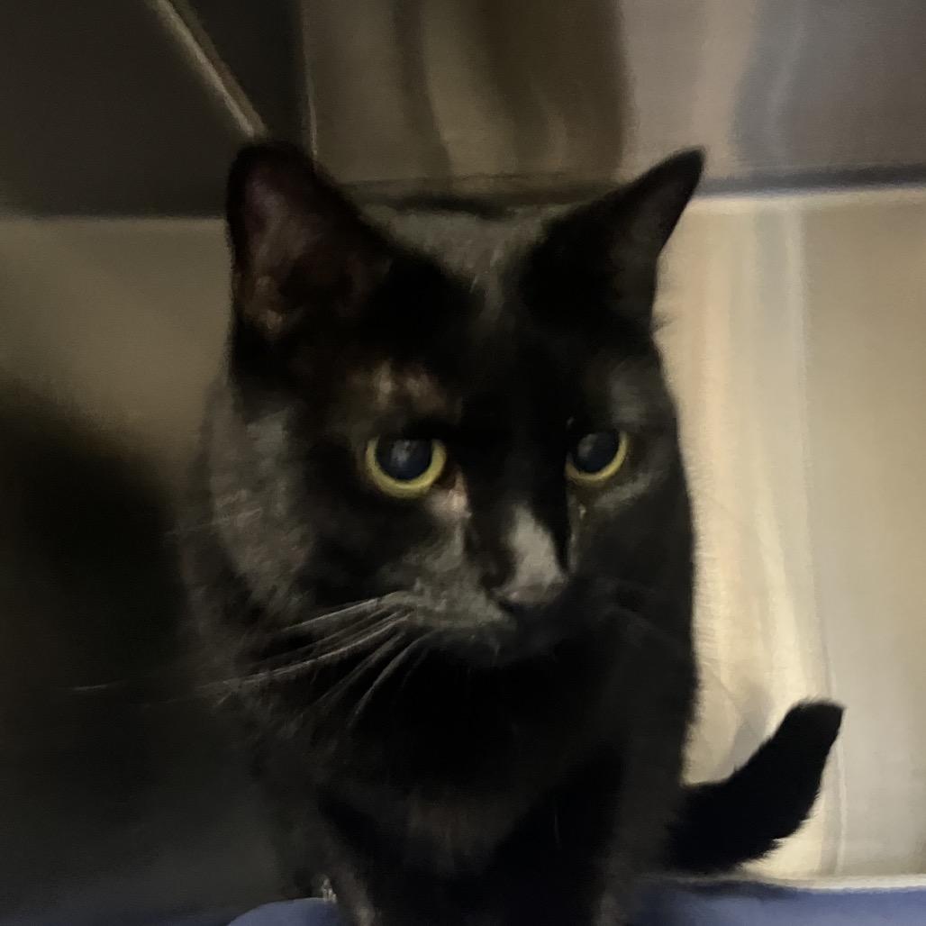 Pattie Gonia, a Adoptable Domestic Short Hair in Keizer, OR image 2/2