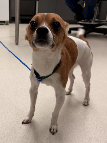 Jackson, Adoptable, Adult Male Chihuahua.