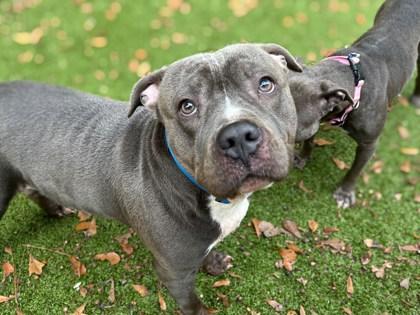 Enlarge Obe, a Adoptable mixed breed in Gainesville, FL image 1/1