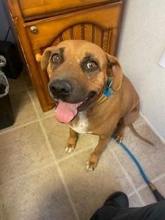 June, Adoptable, Adult Female Hound & Mixed Breed.
