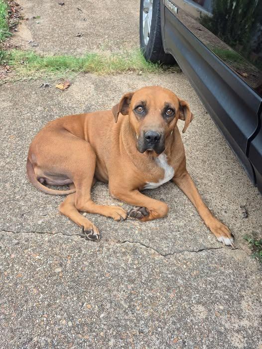 Enlarge June, a Adoptable mixed breed in Mountain Home, AR image 2/3