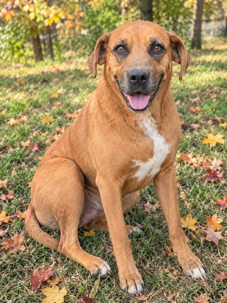 Enlarge June, a Adoptable mixed breed in Mountain Home, AR image 3/3