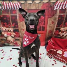 Taylor, a ADOPTABLE mixed breed in Statesboro, GA image 2/6