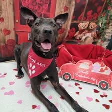 Taylor, a ADOPTABLE mixed breed in Statesboro, GA image 1/6