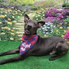 Taylor, a ADOPTABLE mixed breed in Statesboro, GA image 6/6