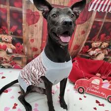 Taylor, a ADOPTABLE mixed breed in Statesboro, GA image 5/6