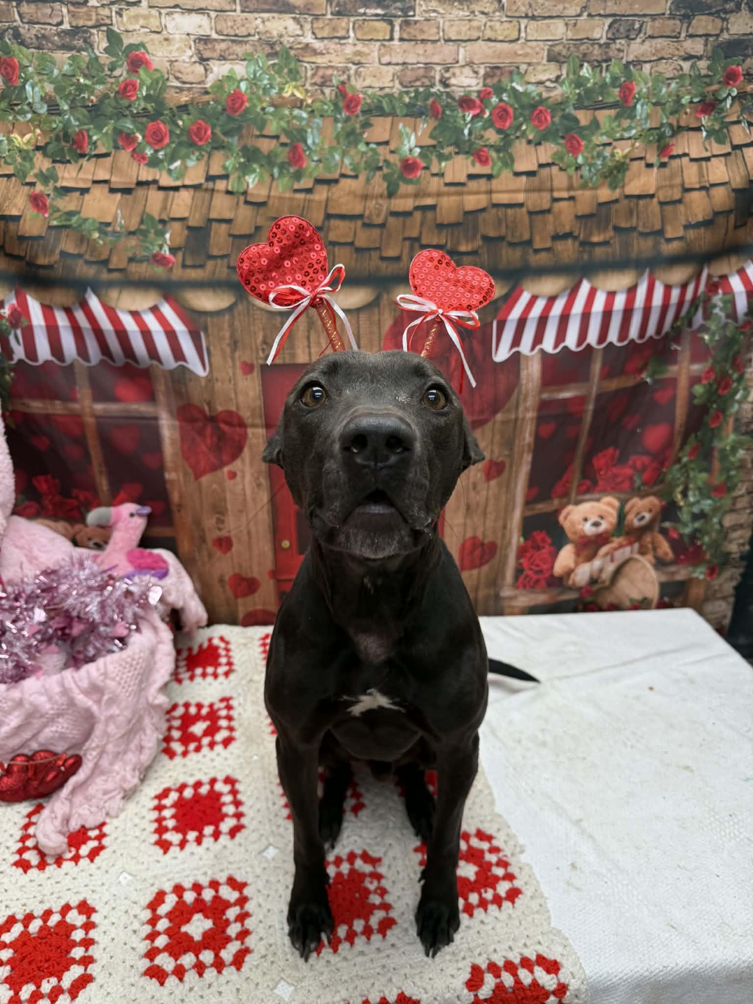 Taylor, a ADOPTABLE mixed breed in Statesboro, GA image 4/6