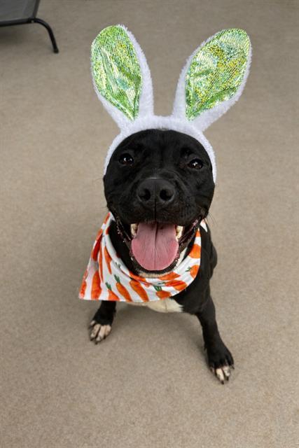 OMEGA, Adoptable, Young Male Pit Bull Terrier.
