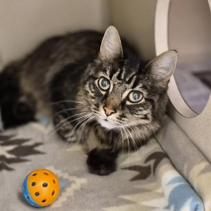 Brea, Adoptable, Senior Female Domestic Short Hair.