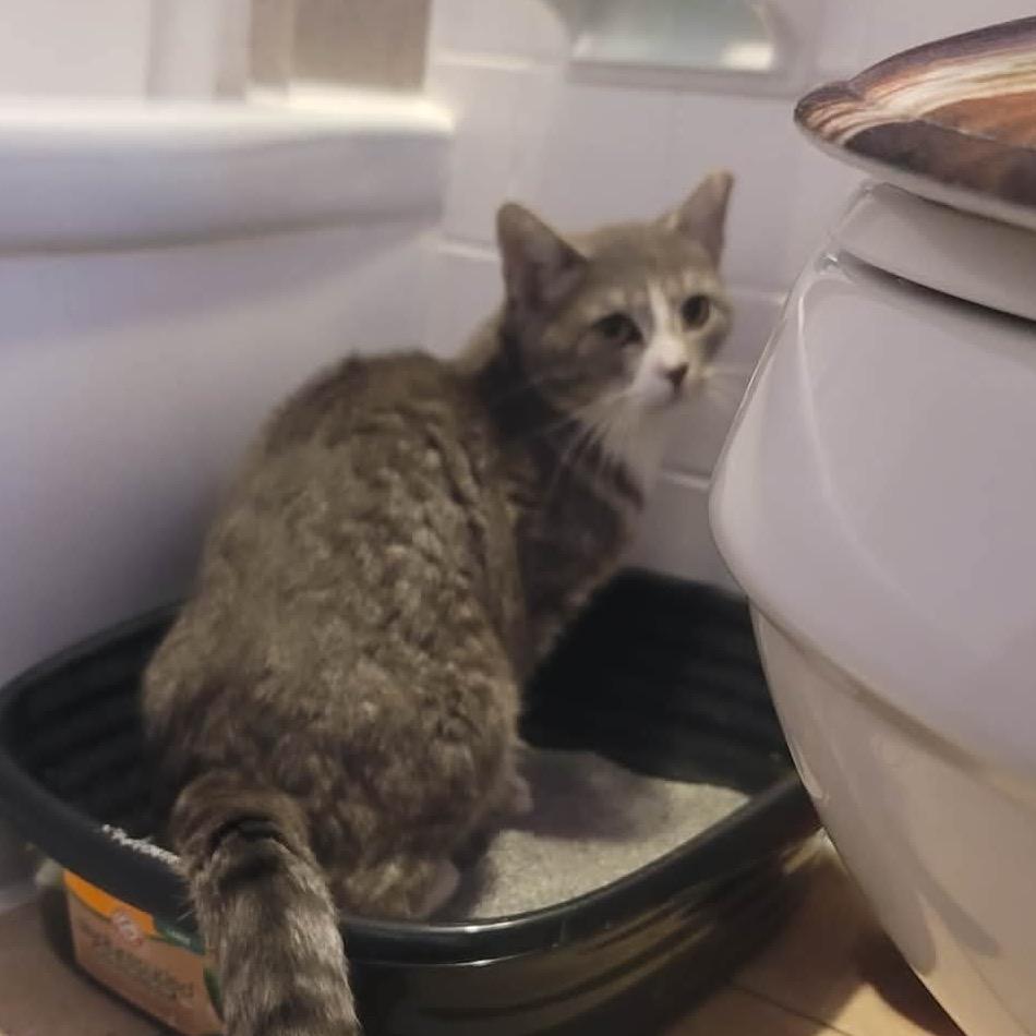 Rocket, a Adoptable Domestic Short Hair in Manheim, PA image 1/3