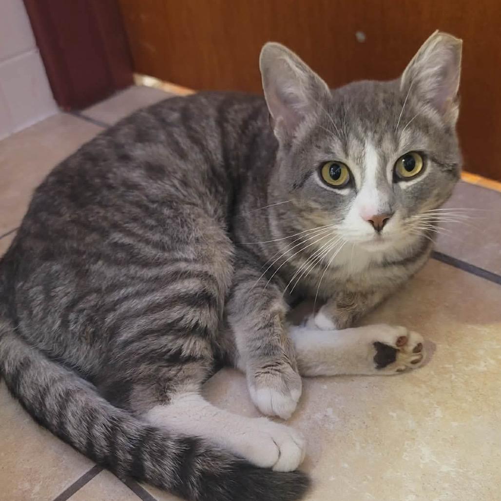 Rocket, a Adoptable Domestic Short Hair in Manheim, PA image 2/3