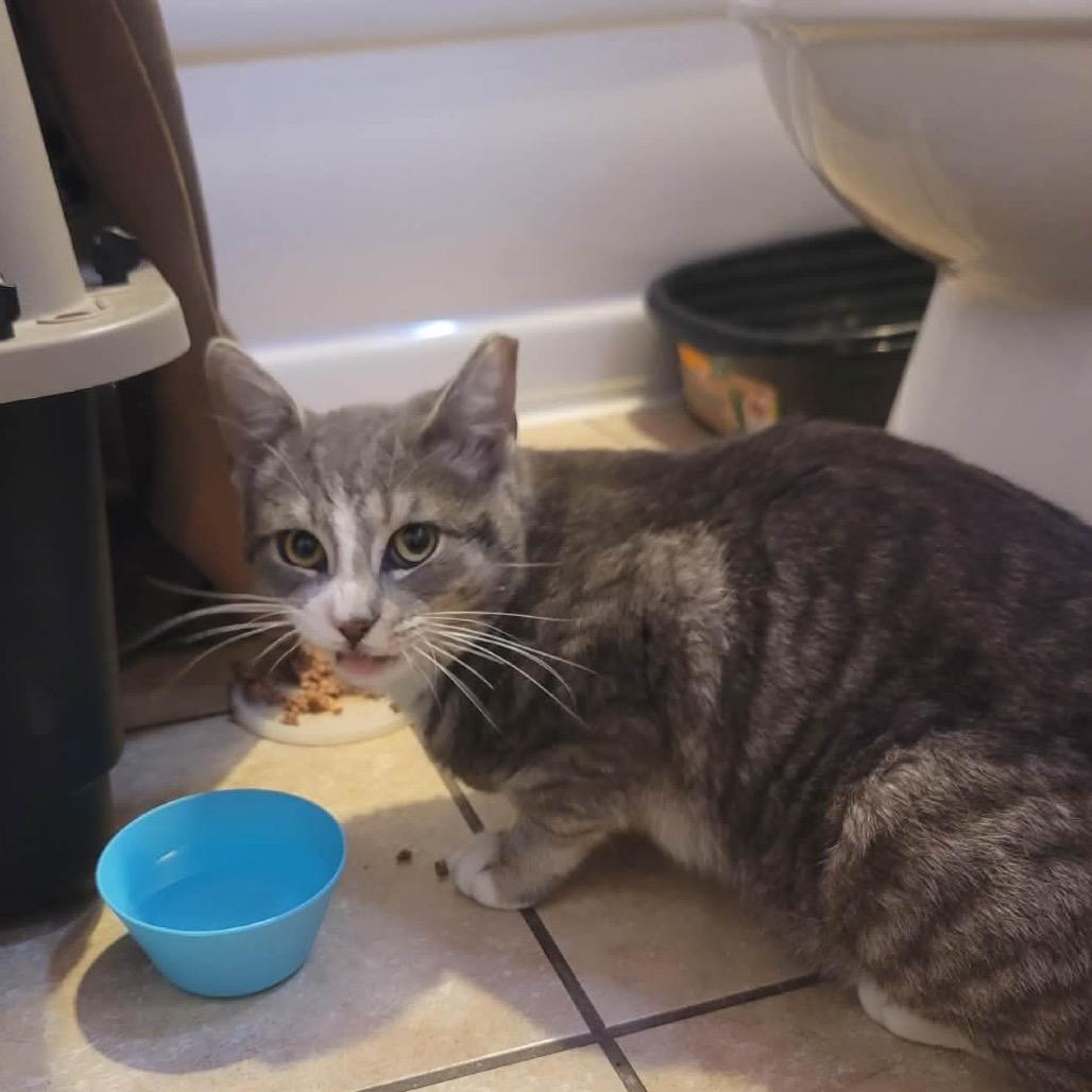 Rocket, a Adoptable Domestic Short Hair in Manheim, PA image 3/3