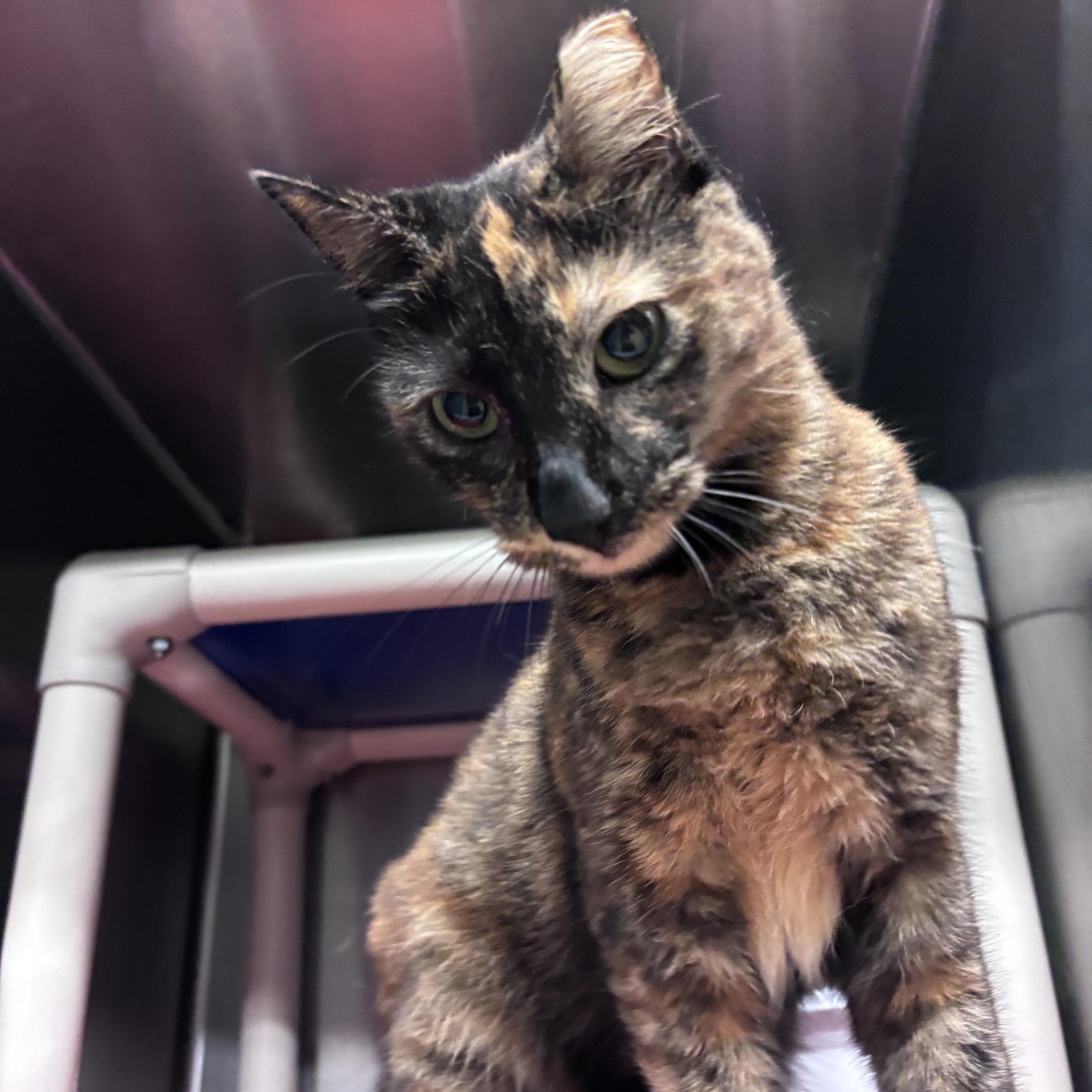 Jenny, adopted, Adult Female Domestic Short Hair.