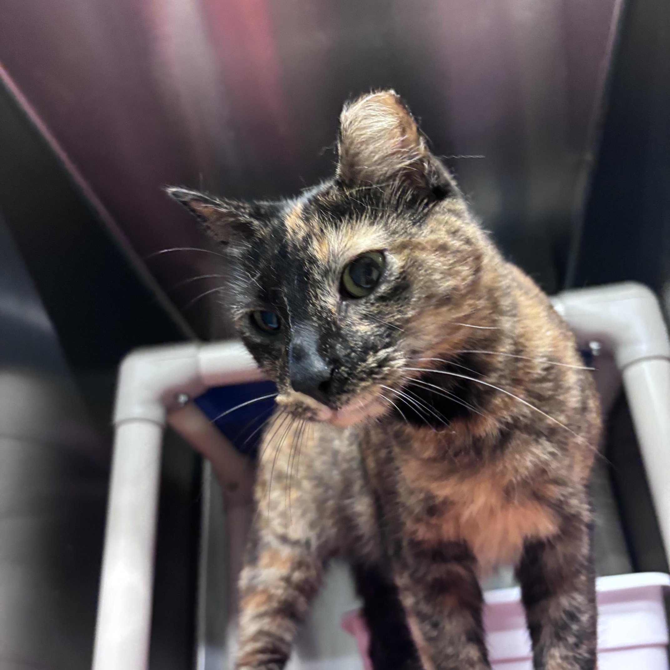 Enlarge Jenny, an adopted Domestic Short Hair in Marion, NC image 2/2
