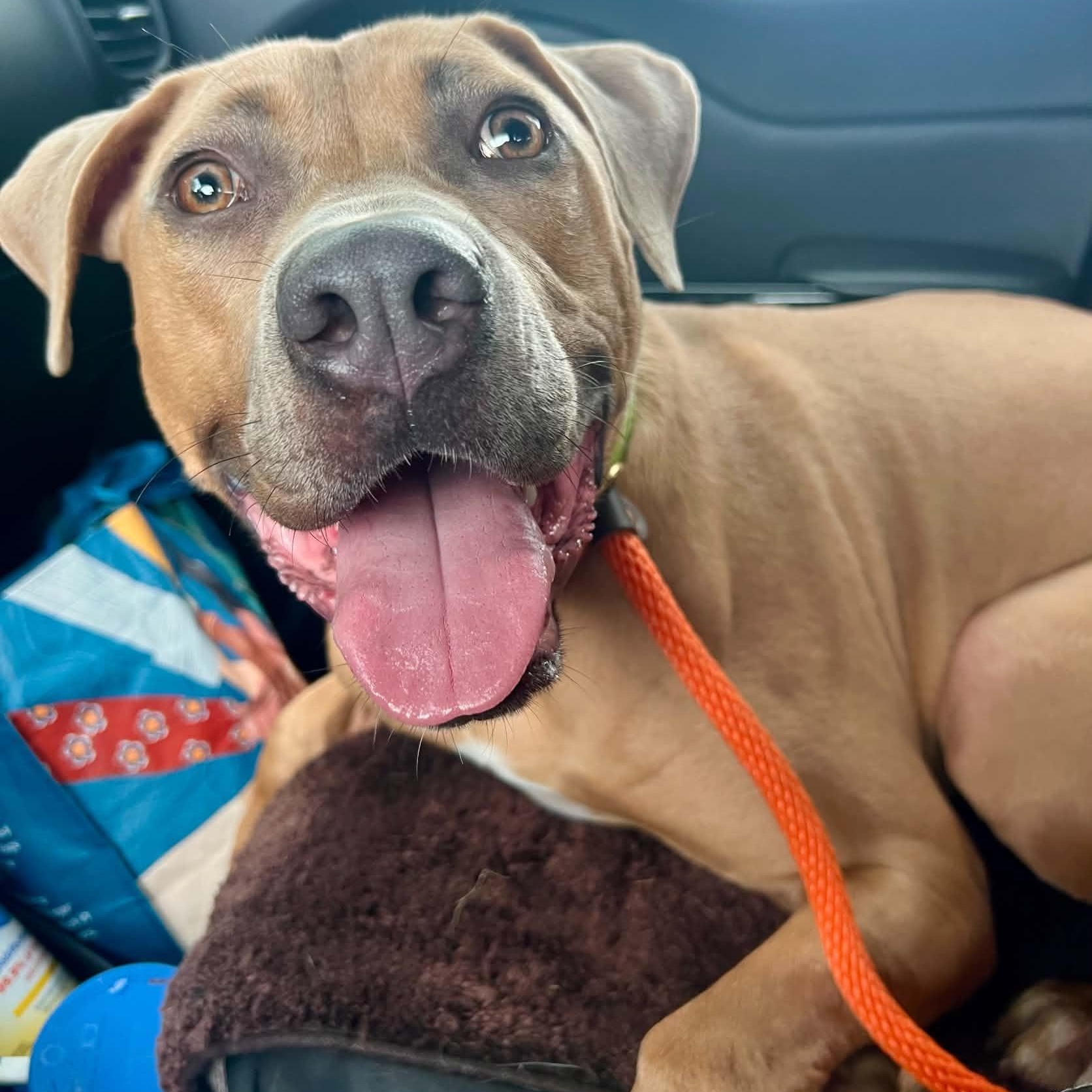Jim, Adoptable, Young Male Black Mouth Cur.