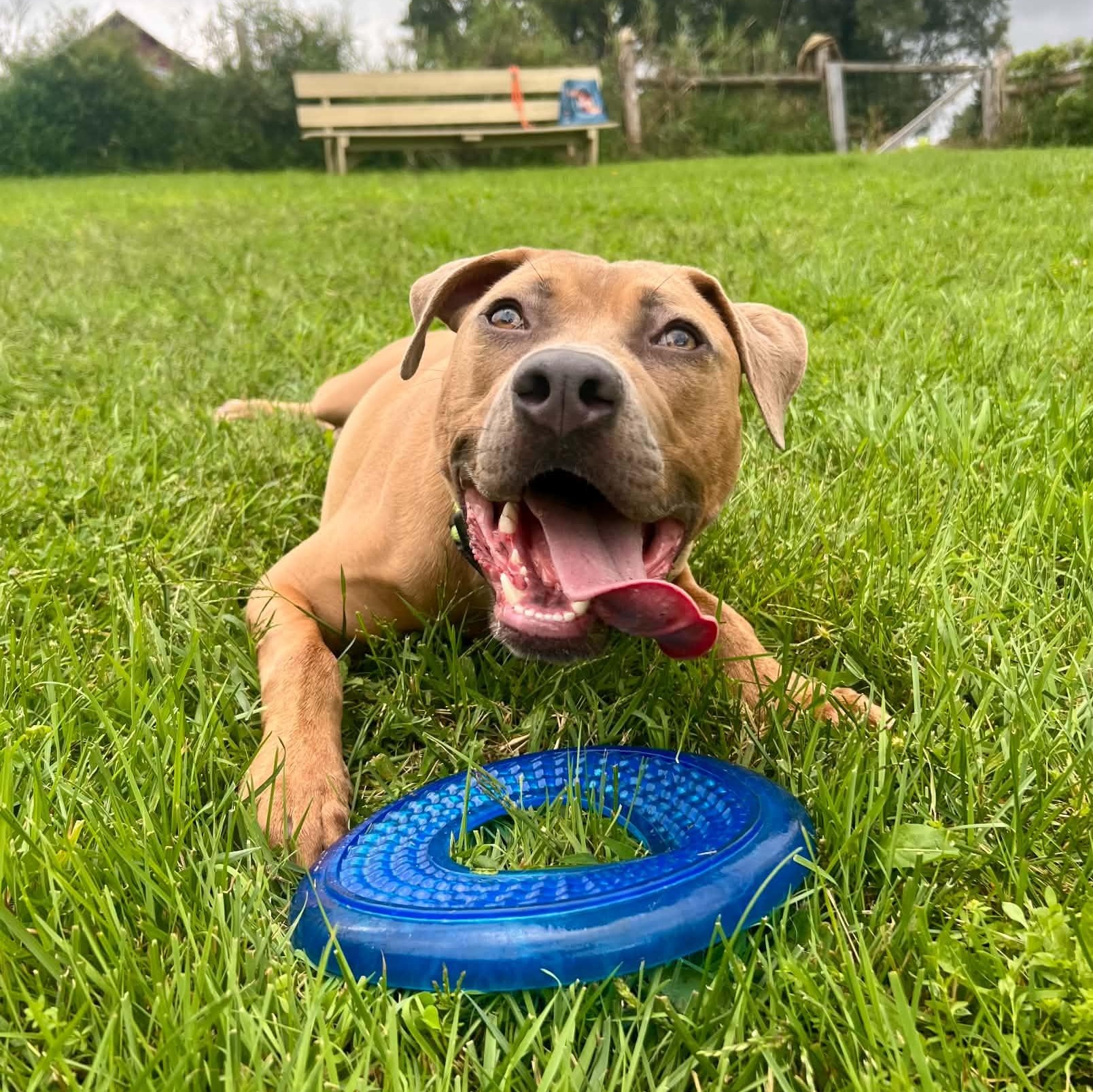 Enlarge Jim, a Adoptable mixed breed in Williston, VT image 6/6