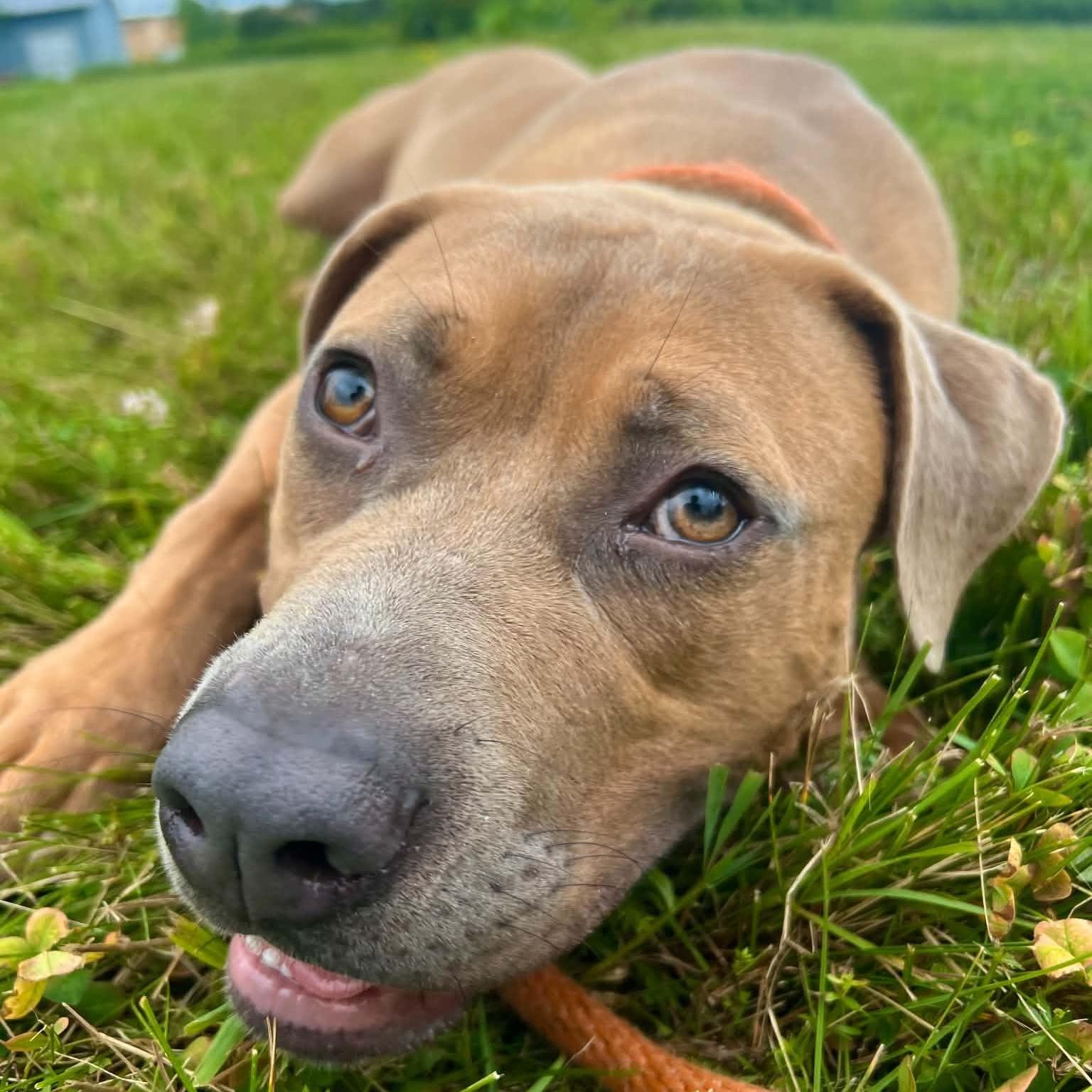 Enlarge Jim, a Adoptable mixed breed in Williston, VT image 2/6