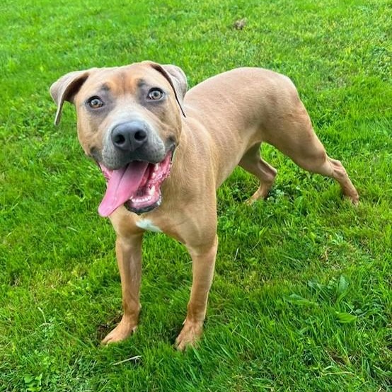 Jim, Adoptable, Young Male Black Mouth Cur.