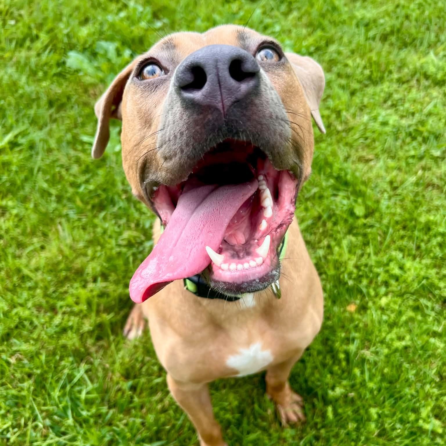 Enlarge Jim, a Adoptable mixed breed in Williston, VT image 5/6