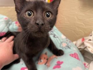 Amelia — thumbnail 2