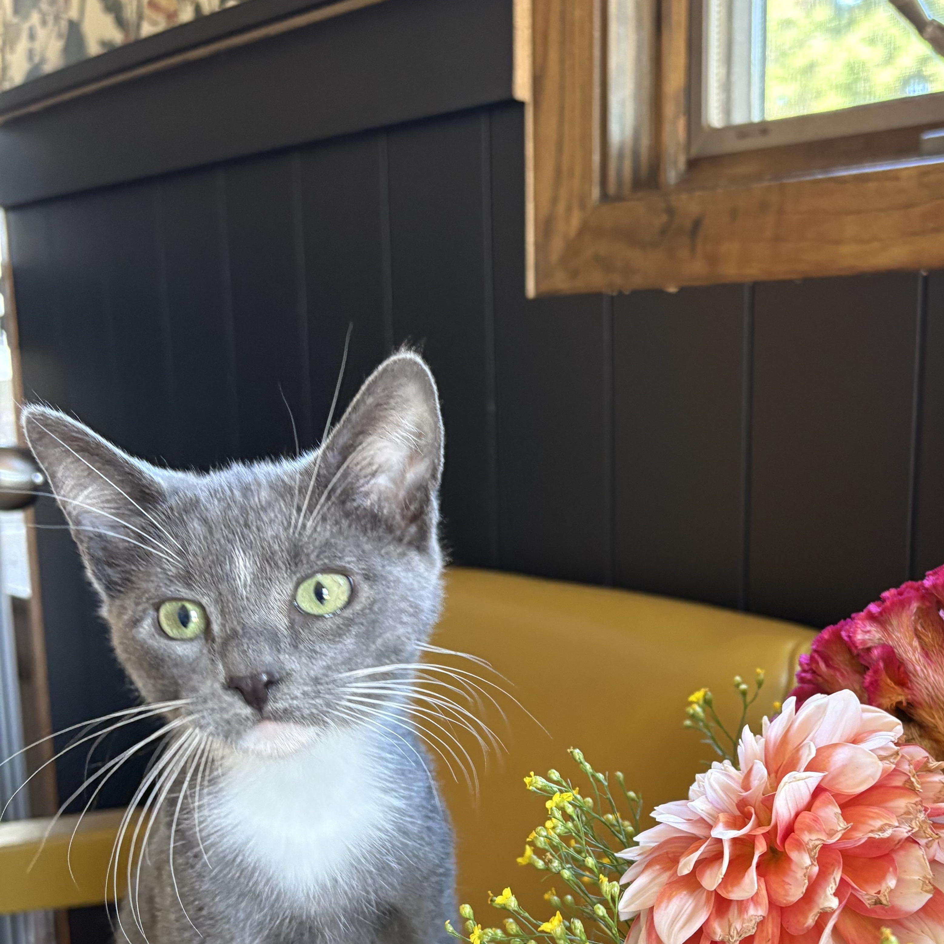Garfunkel, Adoptable, Kitten Male Domestic Short Hair.