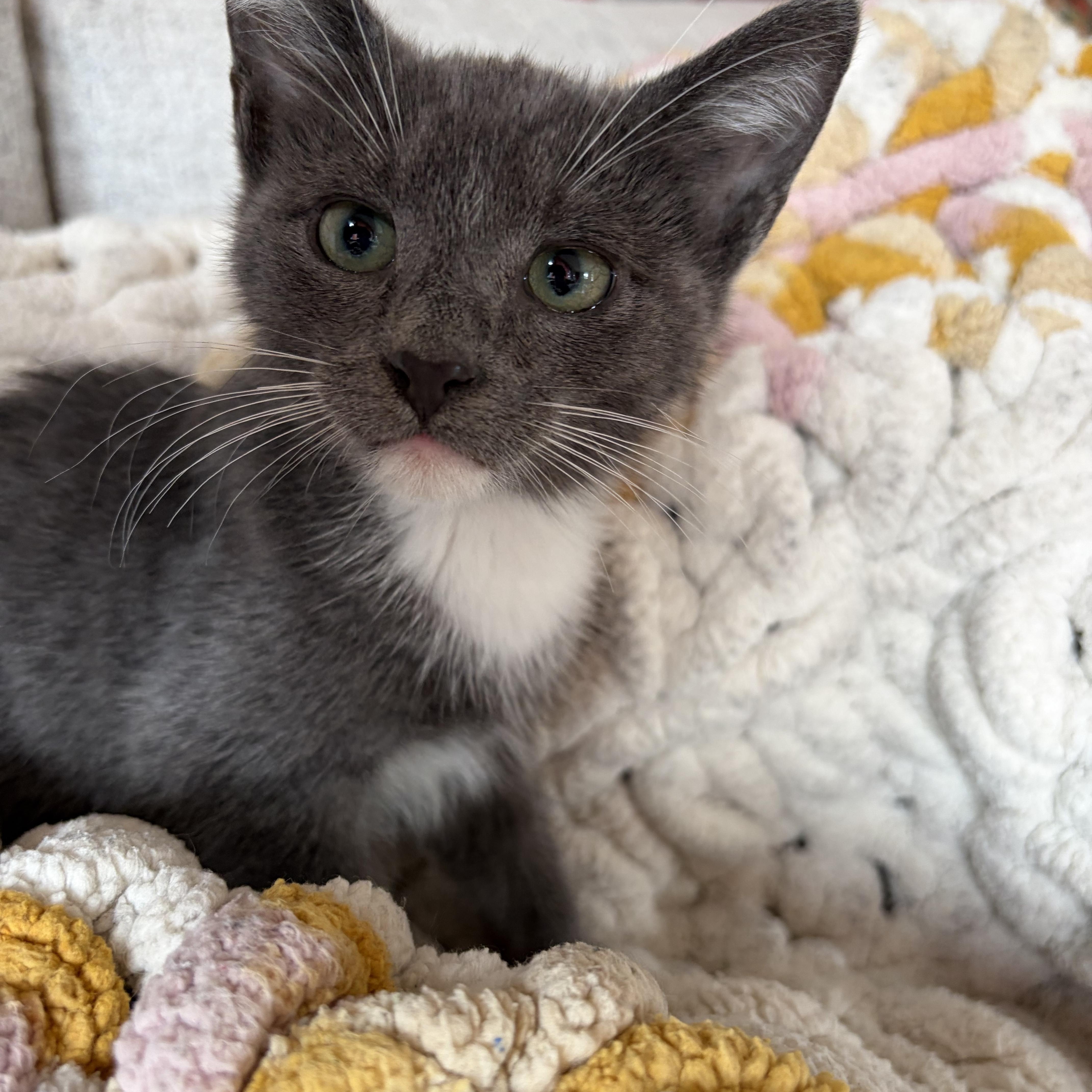 Garfunkel, ADOPTABLE, Kitten Male Domestic Short Hair.
