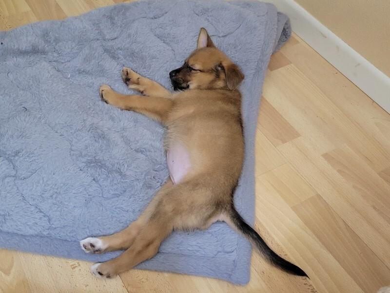 Jolene, a Adoptable mixed breed in Alma, WI image 1/6