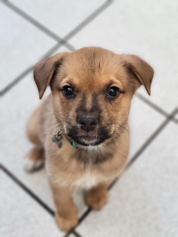 Jolene, a Adoptable mixed breed in Alma, WI image 3/6