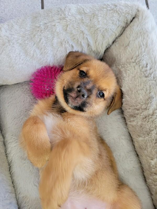 Jolene, a Adoptable mixed breed in Alma, WI image 4/6