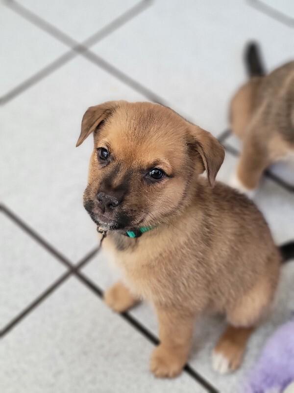 Jolene, a Adoptable mixed breed in Alma, WI image 5/6