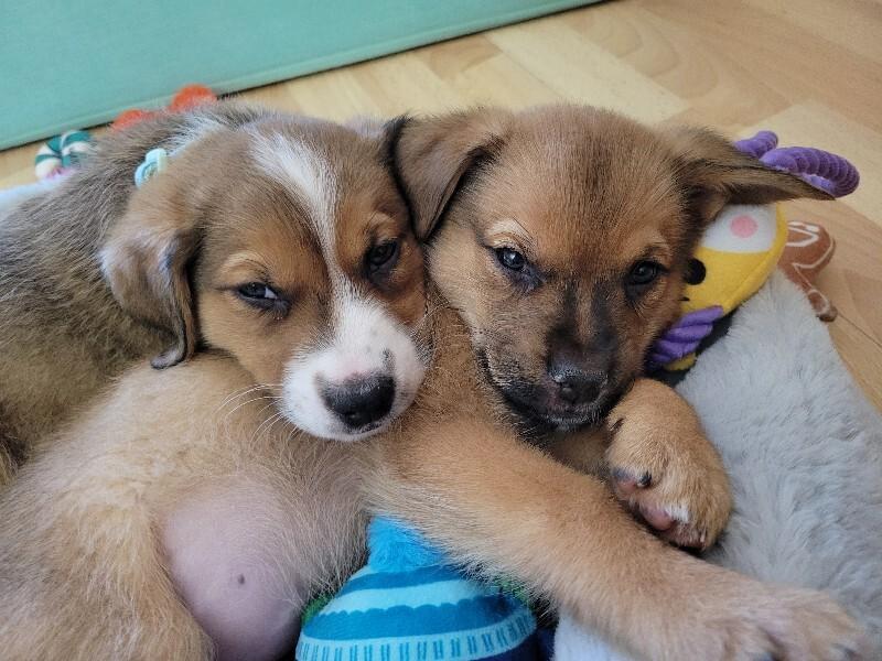 Jolene, a Adoptable mixed breed in Alma, WI image 6/6