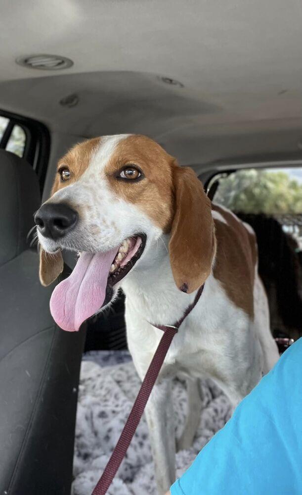 Bush, Adopted, Adult Male Mixed Breed.