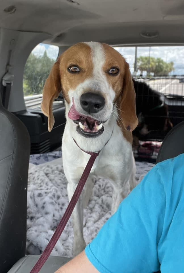 Bush, a Adopted mixed breed in Lakeland, FL image 2/3