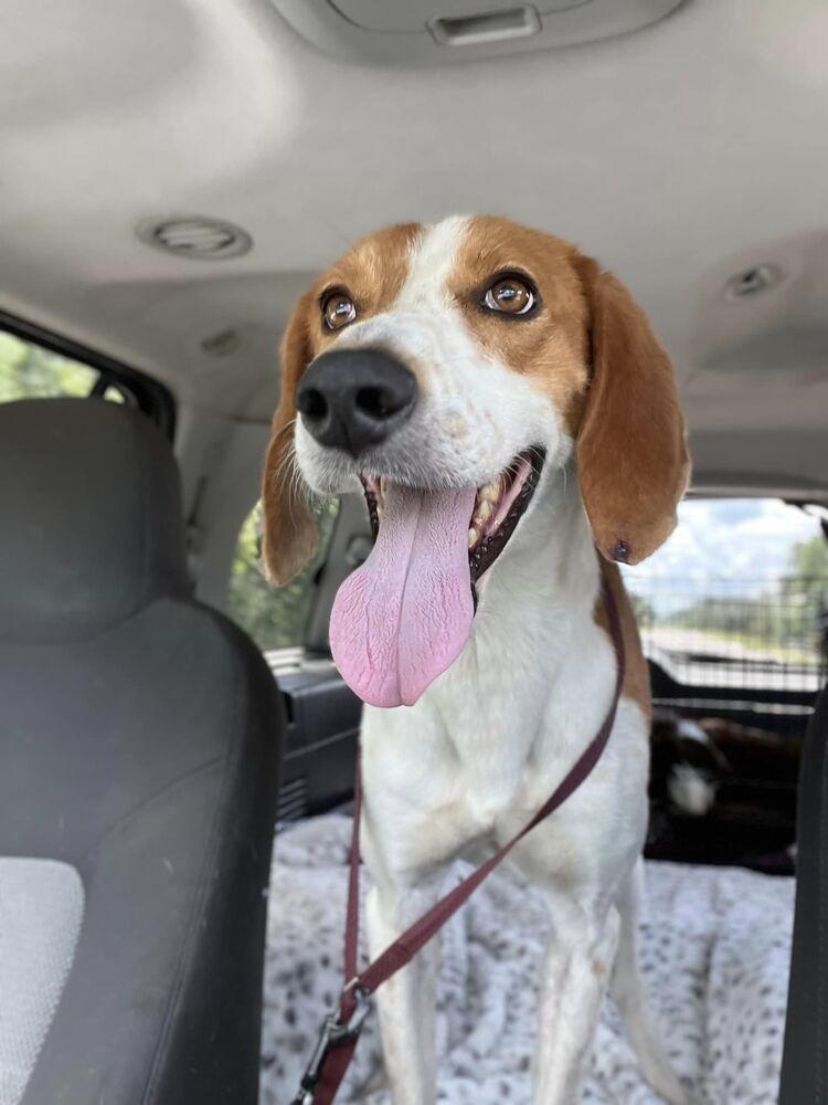 Bush, a Adopted mixed breed in Lakeland, FL image 3/3